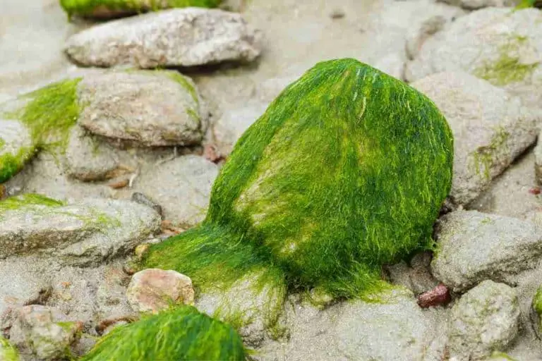 2 Methods For Growing Algae On Rocks!