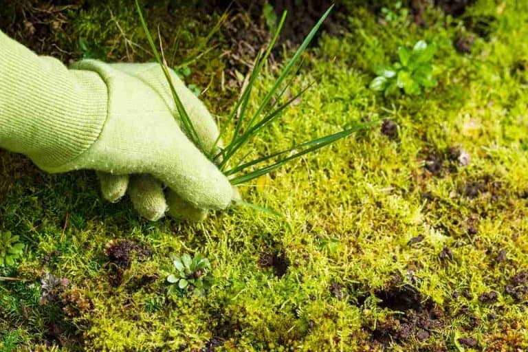 8 Simple Tips For Keeping Moss Alive!