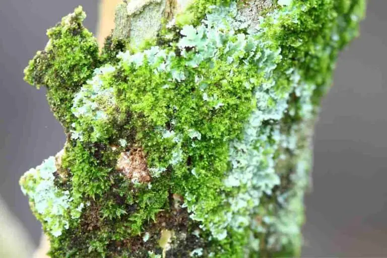 What Do Lichens Eat?