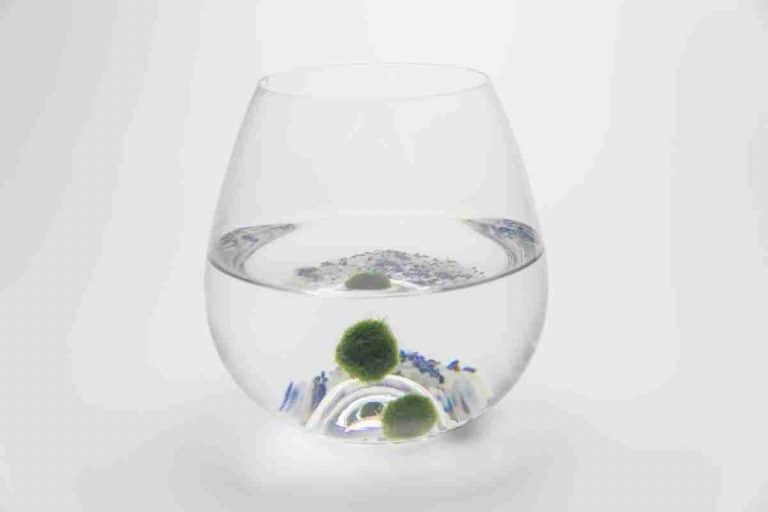 Floating Moss Balls: Why Do They Float?