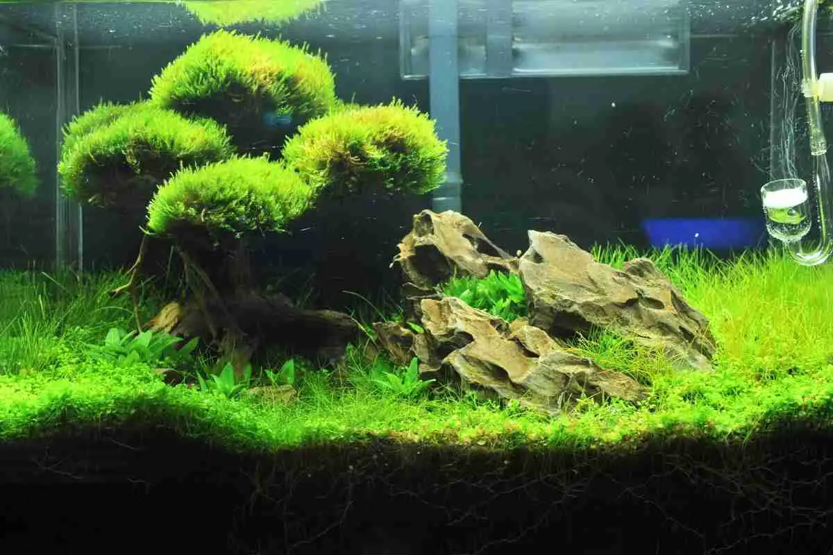 Java moss carpet  Tropical Fish Keeping