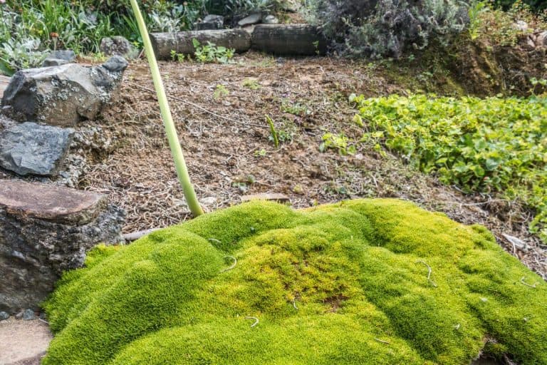5 Steps To Make A Stunning Irish Moss Lawn