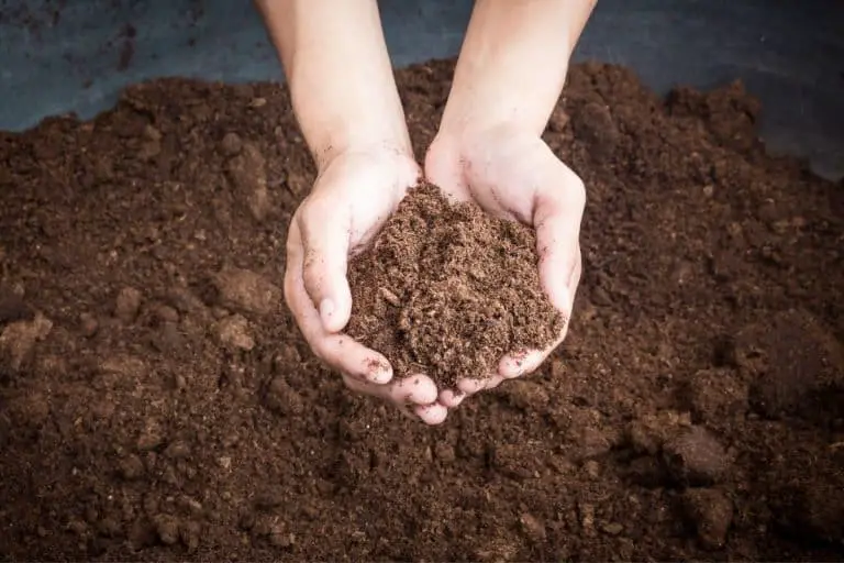 DIY Peat Moss: 5 Simple Steps to Success – Start Today!