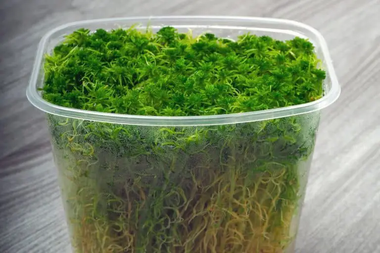 Can Sphagnum Moss Grow Underwater?