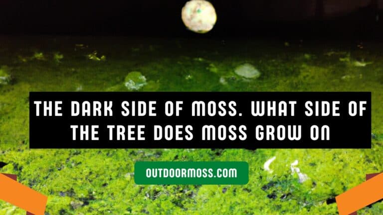 The Dark Side of Moss. What side of the tree does moss grow on? [Simple Explanation]