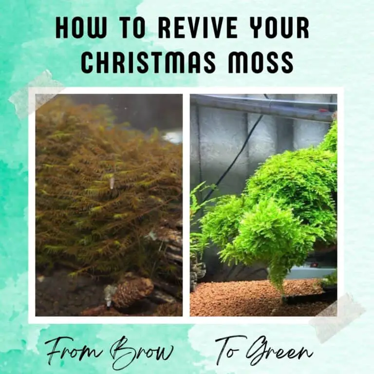 What to do if your Christmas moss turns brown or yellow? Find out how to bring your moss back to life