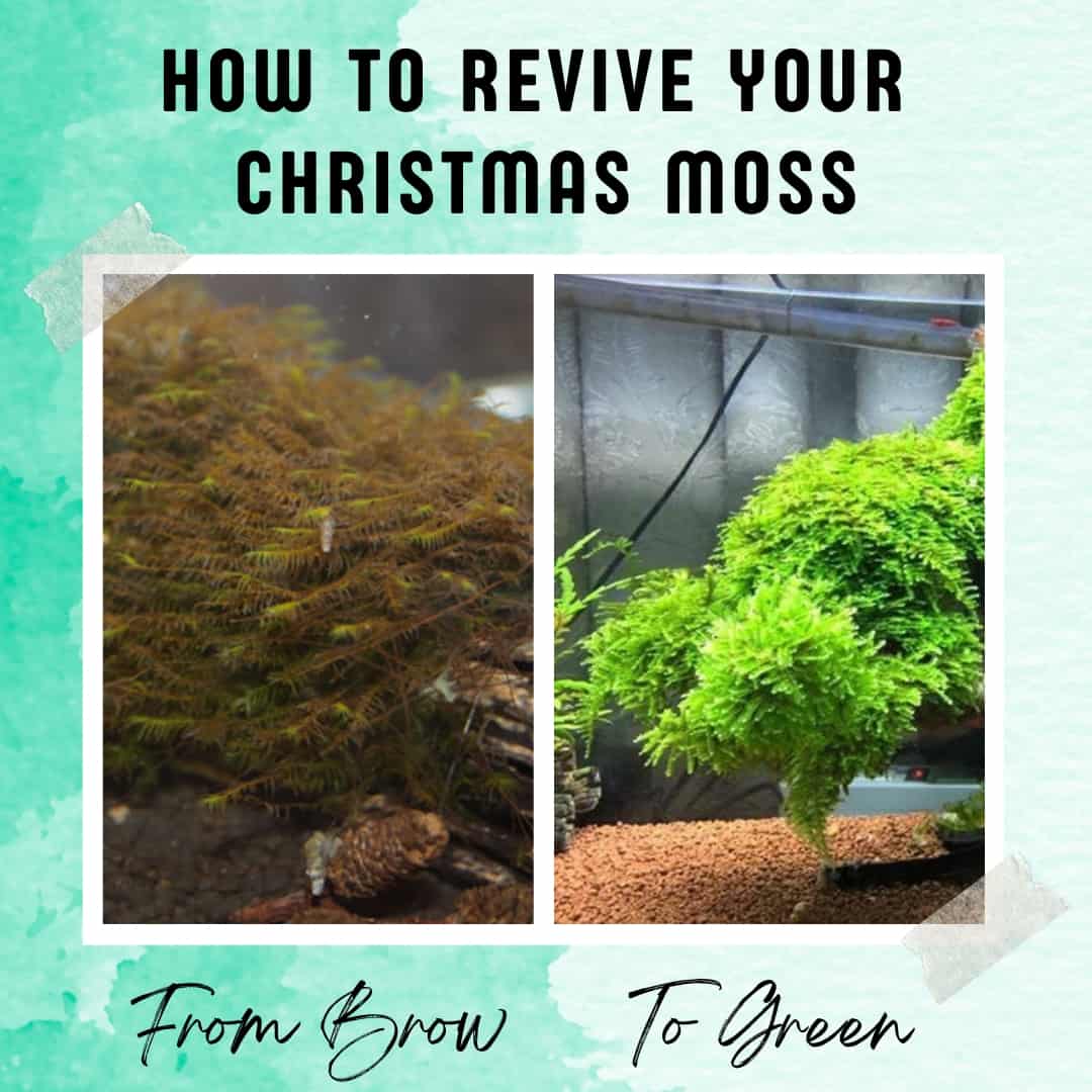 Mini Christmas moss growing but brown