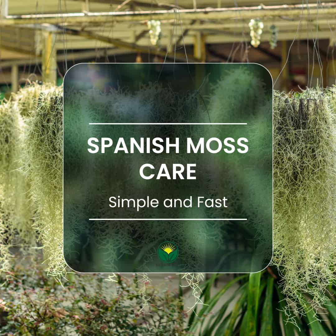 The best way to care for Spanish moss (Tillandsia usneoides). Simple