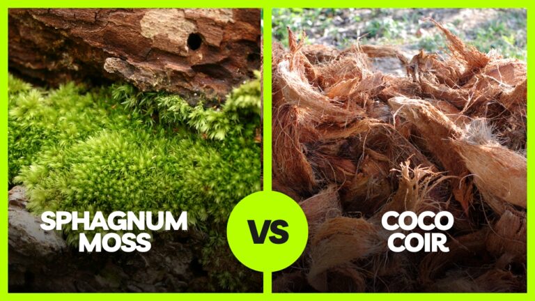 Sphagnum moss pole vs Coir pole. Which one is best for your houseplants?
