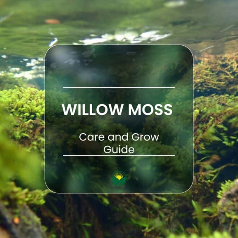 Willow Moss (Fontinalis Antipyretica). The aquatic moss par excellence. How to take care of it and make it grow in aquarium