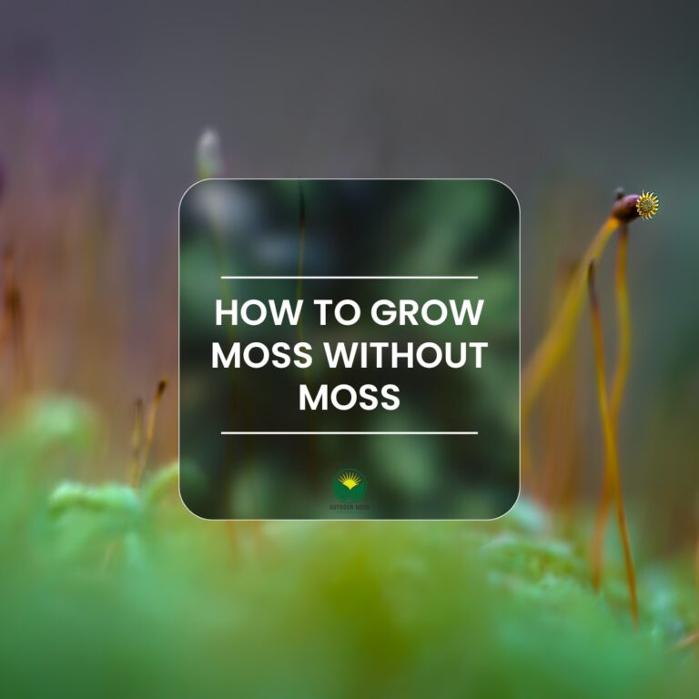 How to grow moss without moss. And why you’d rather not