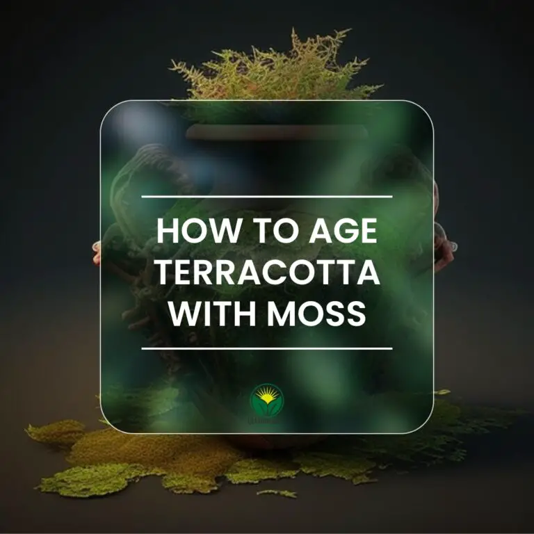 How to age terracotta pots with moss