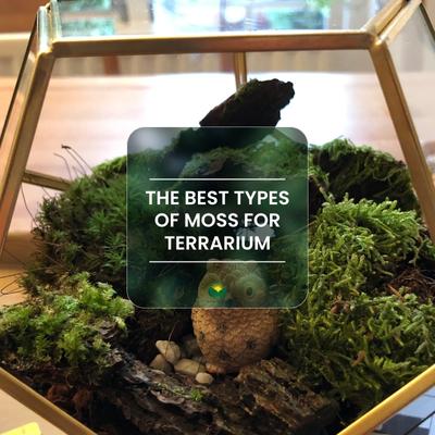 The best types of Moss for Terrarium. How to Choose, Grow and Care