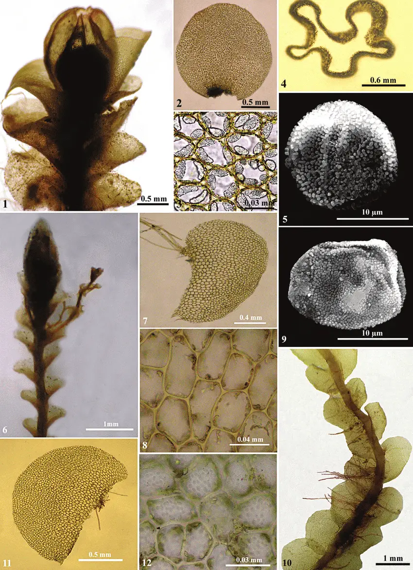 1-5-Solenostoma-baueri-Schiffn-Steph-1-A-portion-of-plant-in-dorsal-view-2-A.png