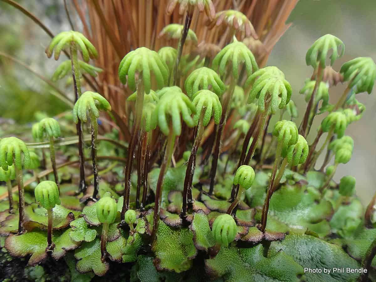 1-Marchantia_polymorpha_Common_liverwort_.JPG