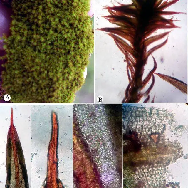 A-F-Tortula-rubripila-A-Habit-B-Magnified-view-of-single-plant-C-Magnified-view_Q640.jpg