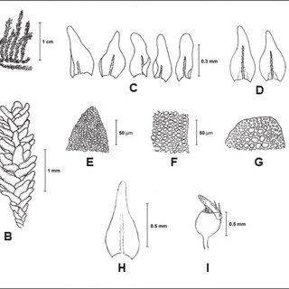 Anomodon-pseudotristis-Muell-Hal-Kindb-A-Habit-B-Portion-of-shoot-C-Branch_Q320.jpg