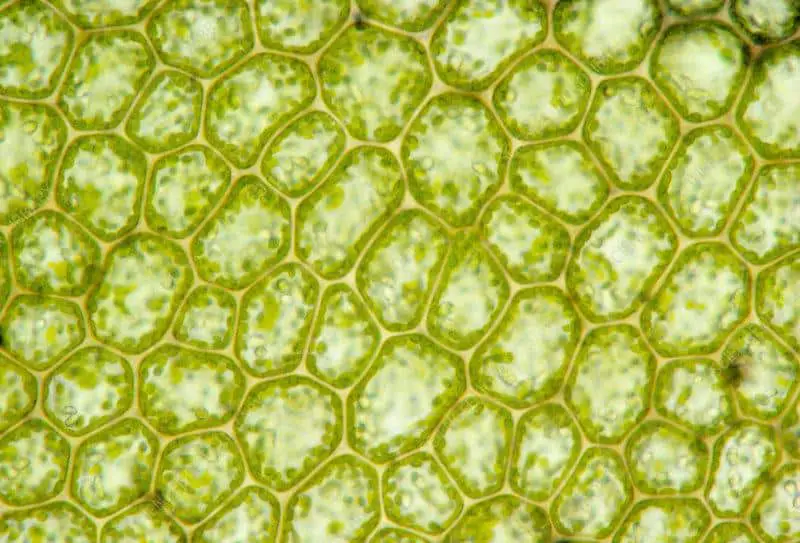 B0600057-LM_of_cells_in_a_leaf_of_moss.jpg