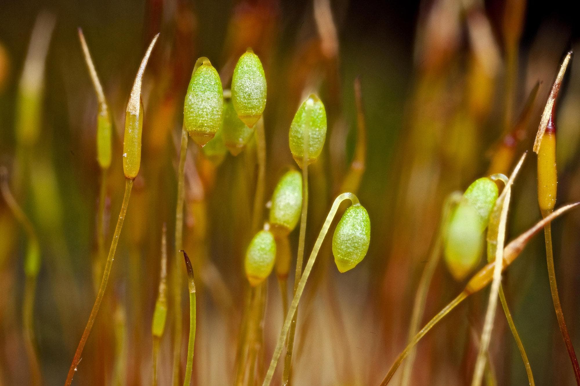 Bryum-argenteum-2.jpg