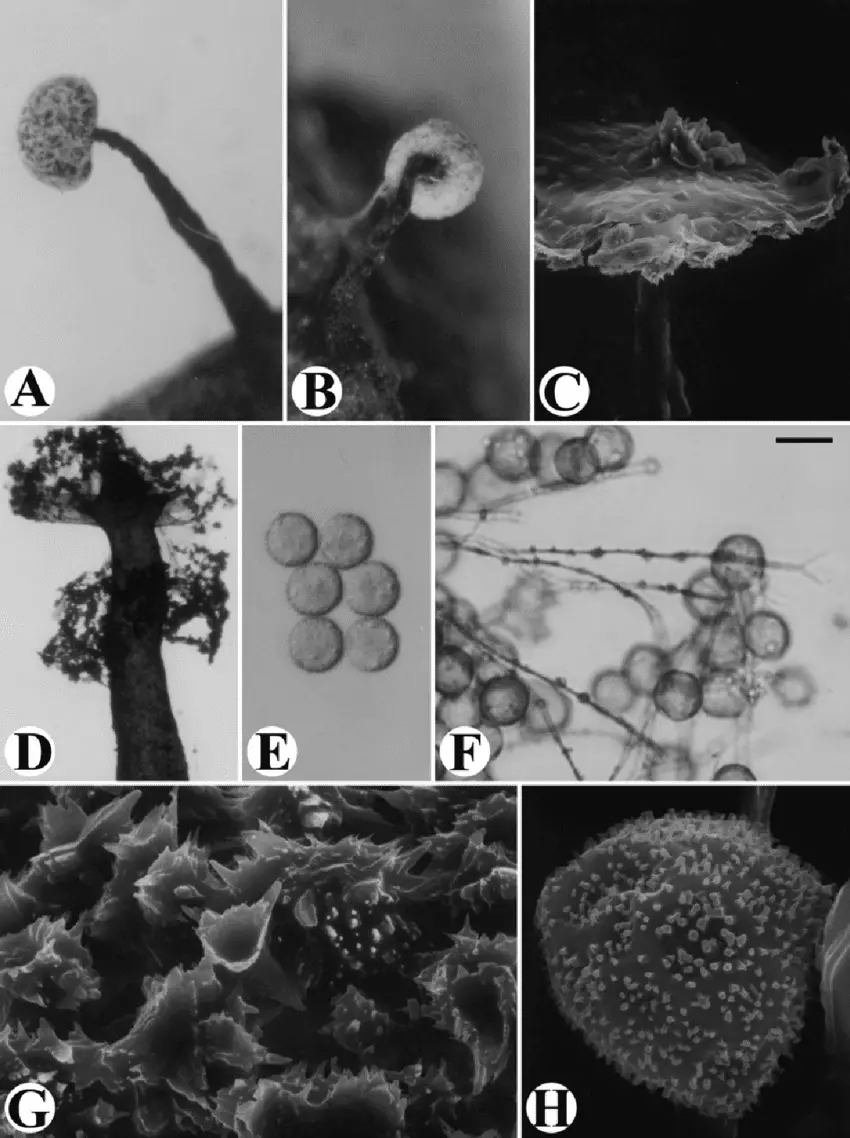 Didymium-floccoides-A-B-Fruiting-bodies-C-Columella-by-SEM-D-Columella-surrounded.png