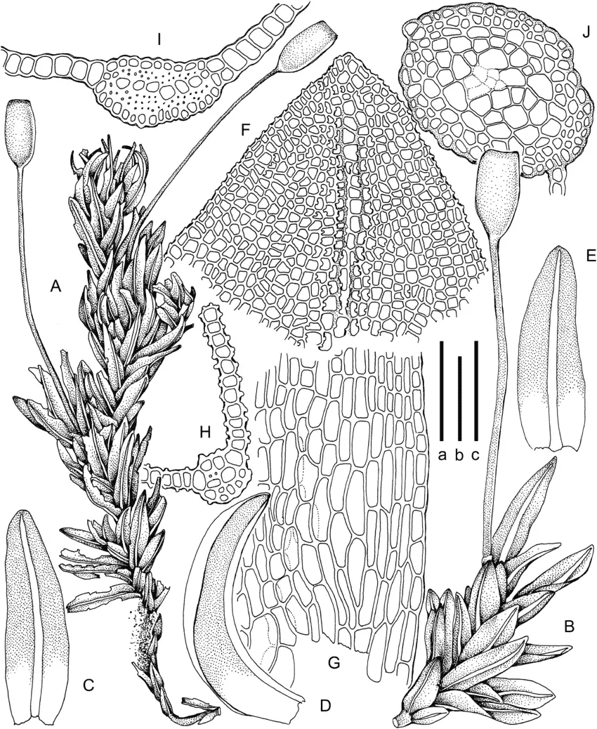 Eobryum-hildebrandtii-MuellHal-RHZander-A-Dry-habit-B-Moist-habit-C-E-Leaves.png
