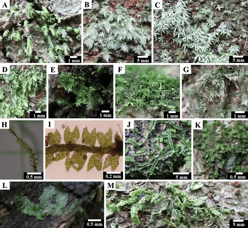 Epiphytic-bryophytes-in-the-study-area-Acrocarpous-mosses-A-Fissidens-hollianus-B.png