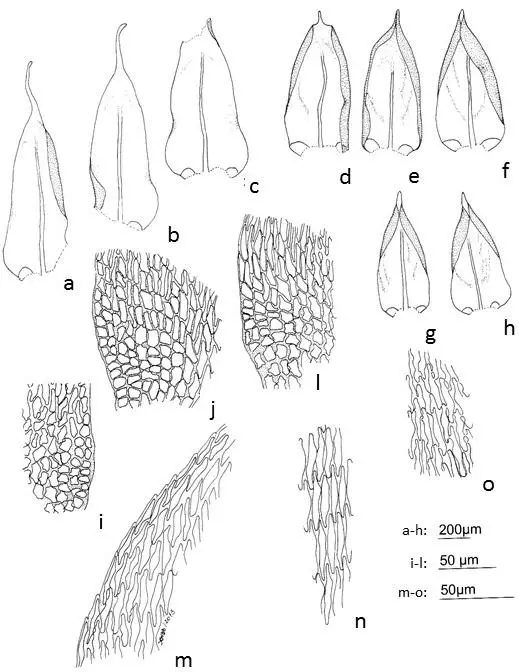 Figura-10-Orthostichopsis-tijucae-Muell-Hal-Broth-a-c-Filidios-do-caulidio.png