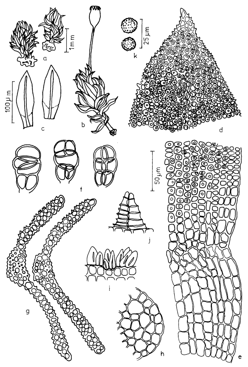 Figura-15-Uleastrum-palmicola-Muell-Hal-RH-Zander-a-b-Aspecto-geral-do.png