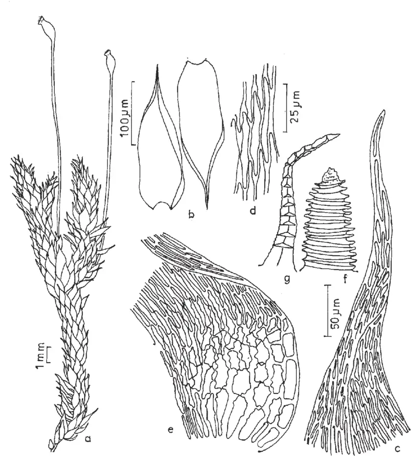 Figura-17-Aptychopsis-pyrrhophylla-Muell-Hal-Wijk-Margad-a-Aspecto-geral-do.png