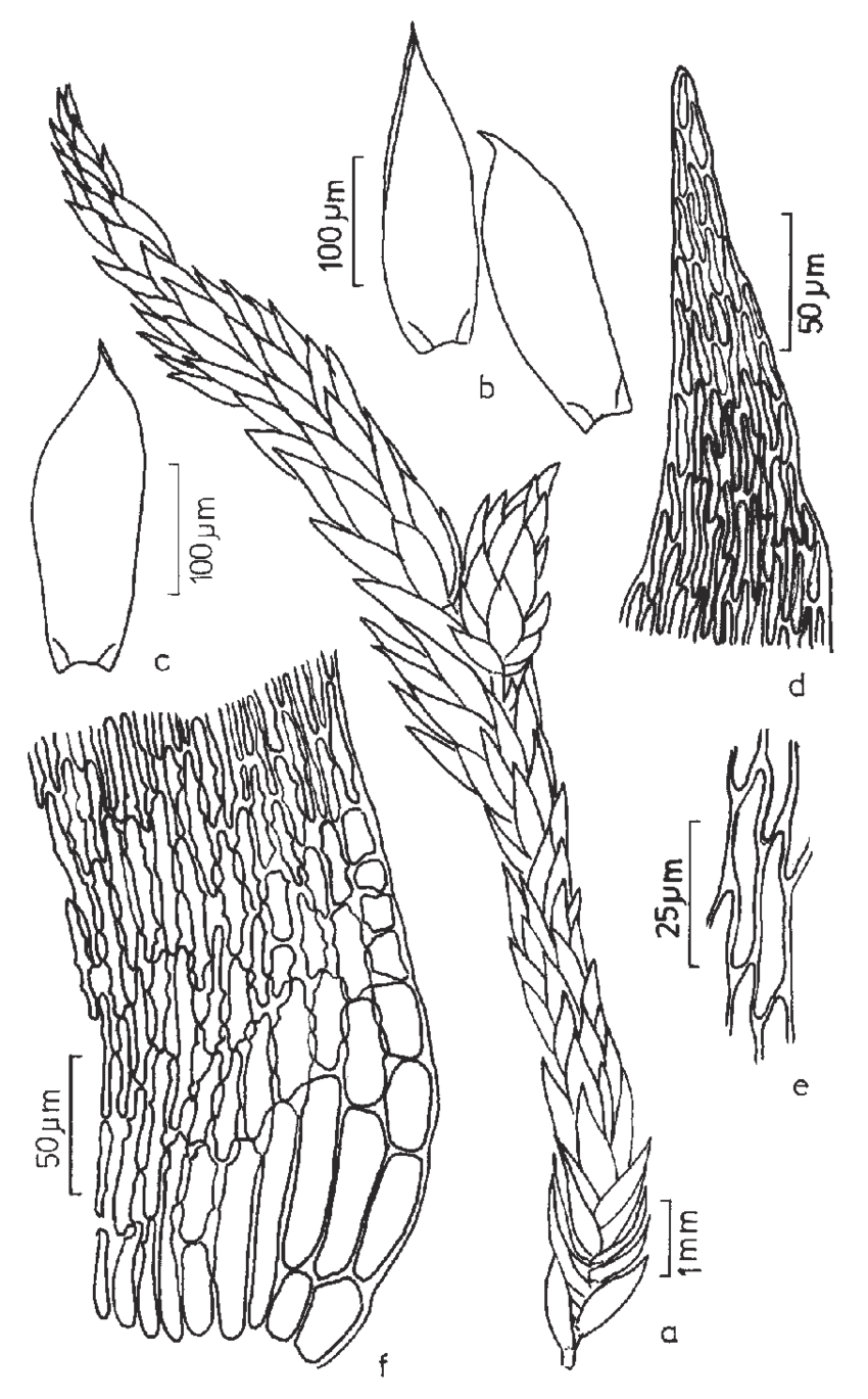 Figura-18-Sematophyllum-cyparissoides-Hornsch-RS-Williams-a-Aspecto-geral-do.png