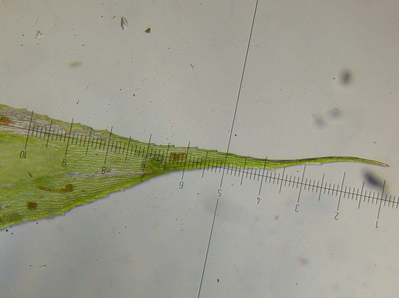 Herzogiella%2Bseligeri%2B21.3.17%2BLlantrisant%2BForest%2BDSCN4826.JPG