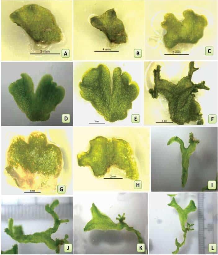 In-vitro-propagation-of-liverwort-Wiesnerella-denudata-Mitt-Steph-Growth-during.jpg