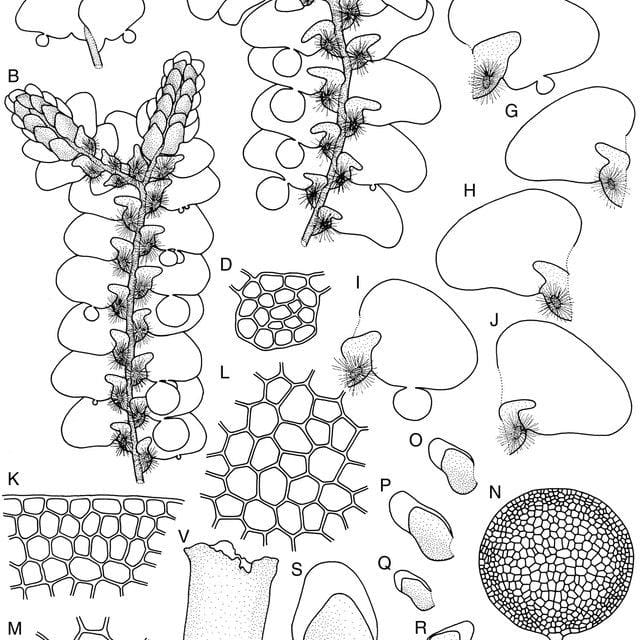 Radula-nymanii-Steph-A-A-portion-of-plant-in-dorsal-view-B-A-portion-of-male-plant_Q640.jpg