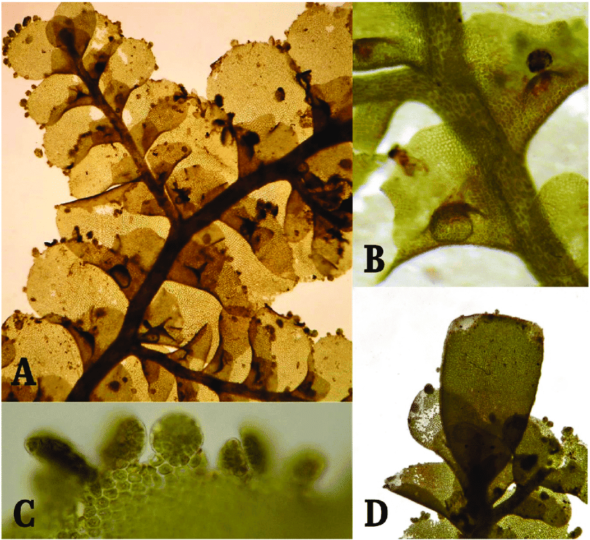 Radula-tectiloba-Steph-A-Habito-de-crecimiento-de-la-planta-en-vista-ventral-40-B.png