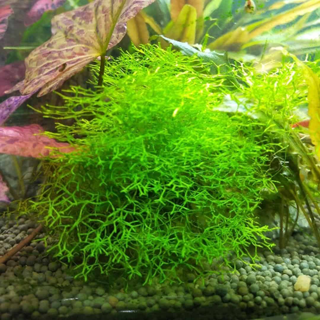 Riccia-Moss1.jpg