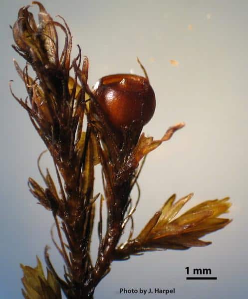 S_marginata_sporophyteJH.jpg