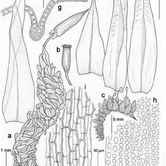Schlotheimia-badiella-Besch-a-c-habit-dry-b-capsule-d-branch-leaves-e_Q640.jpg