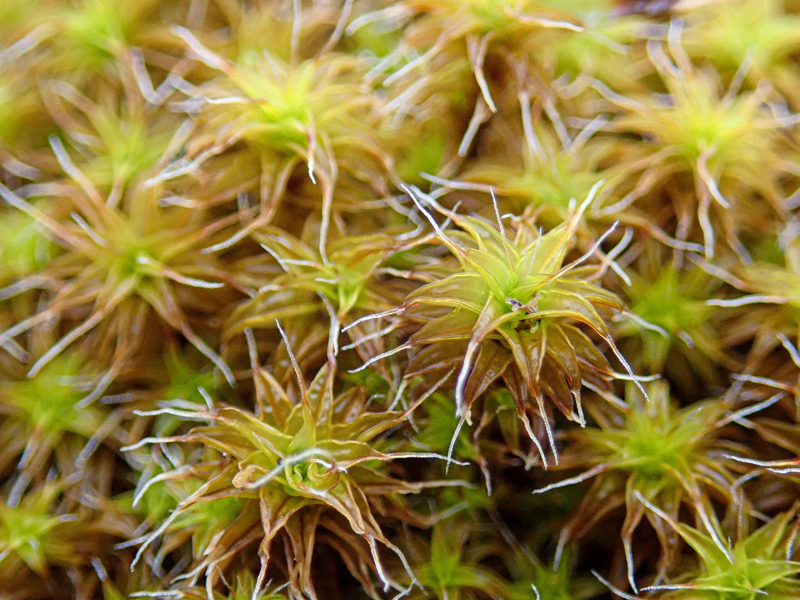 Syntrichia-ruraliformis-2-scaled.jpg