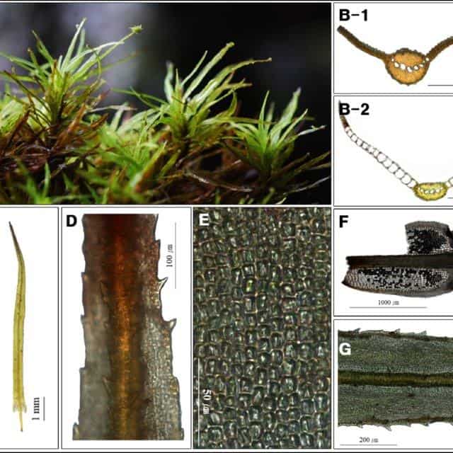 Syrrhopodon-japonicus-Besch-Broth-A-Plants-B-Cross-section-of-leaf-B-1-median_Q640.jpg