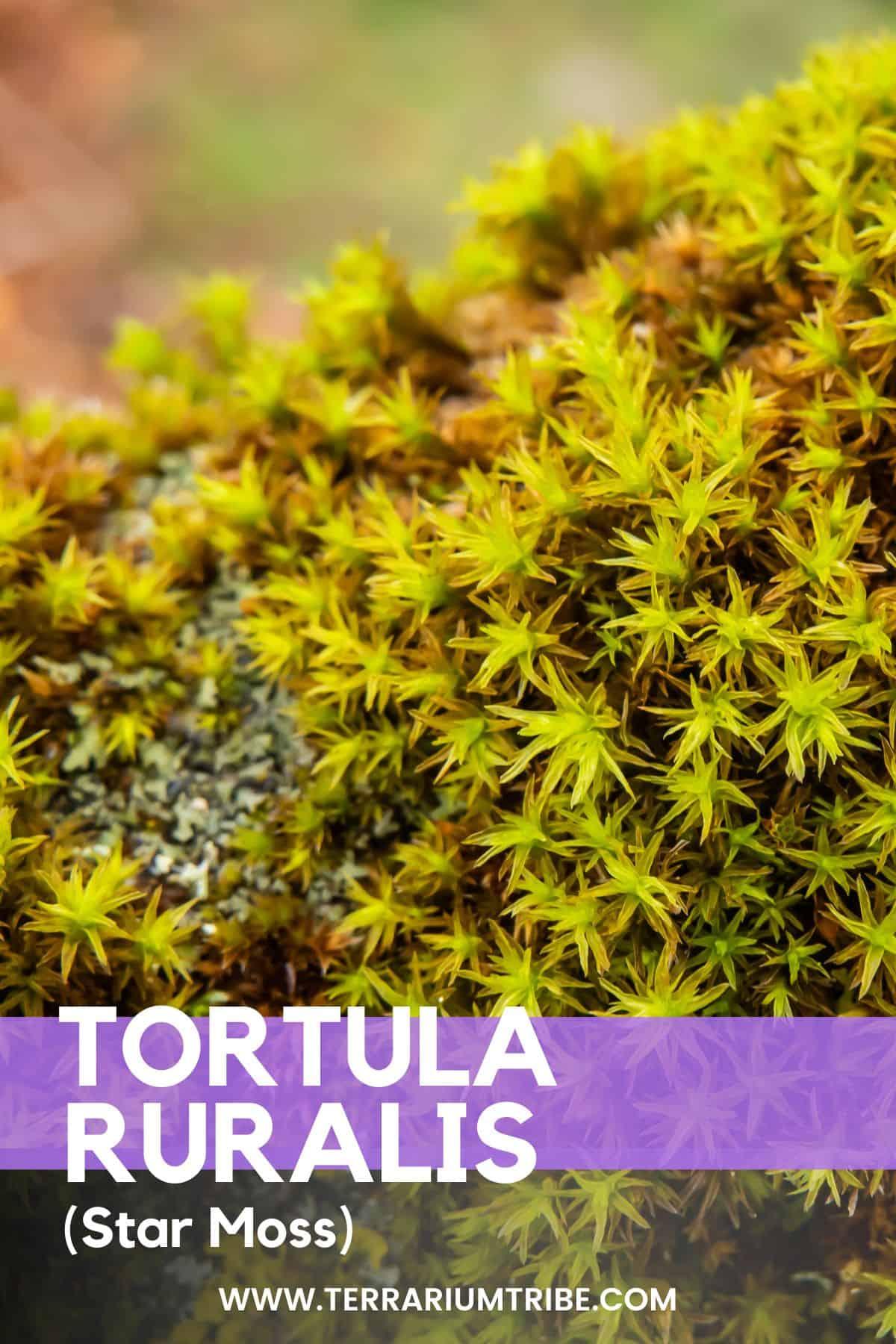 Tortula-Ruralis-Star-Moss-.jpg