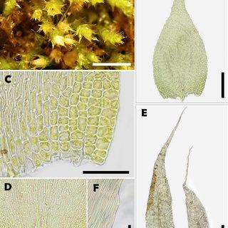 Trachyphyllum-dusenii-Muell-Hal-ex-Broth-Broth-A-Habito-B-Hoja-C-Celulas-alares_Q320.jpg