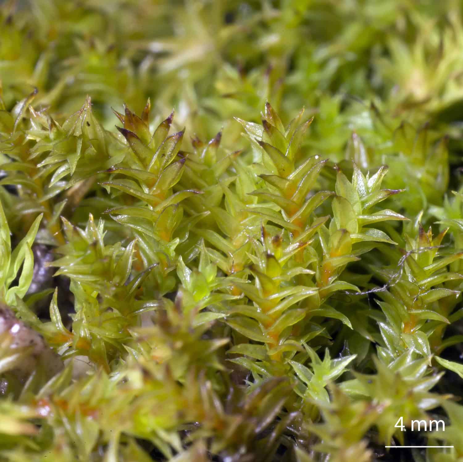 Triquetrella-arapilensis-moss.jpg