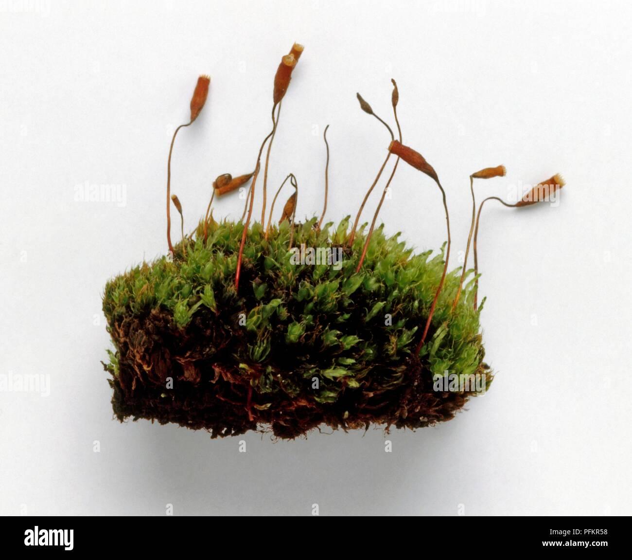 clump-of-tortula-muralis-moss-showing-sporophytes-PFKR58.jpg
