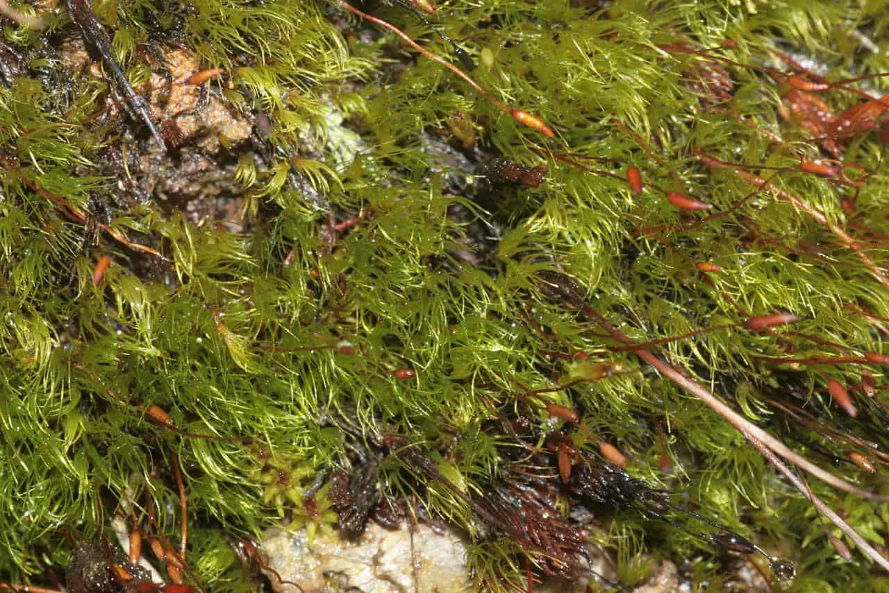 ditrichum-moss--ditrichum-heteromallum.jpg