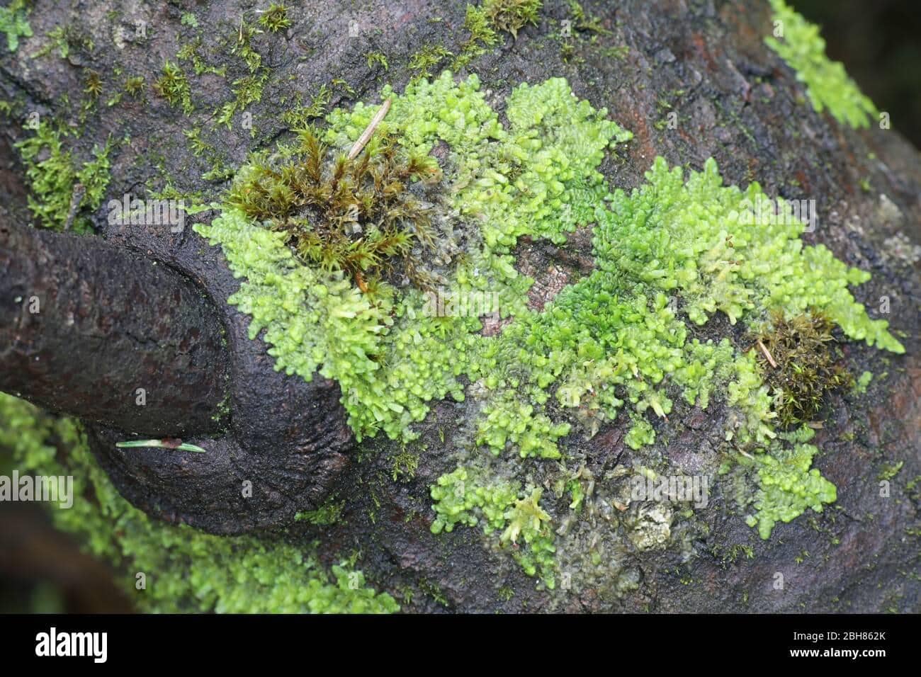 even-scalewort-moss-radula-complanata-a-cannabinoid-moss-from-finland-2BH862K.jpg