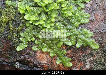even-scalewort-moss-radula-complanata-a-cannabinoid-moss-from-finland-2bgpk5y.jpg