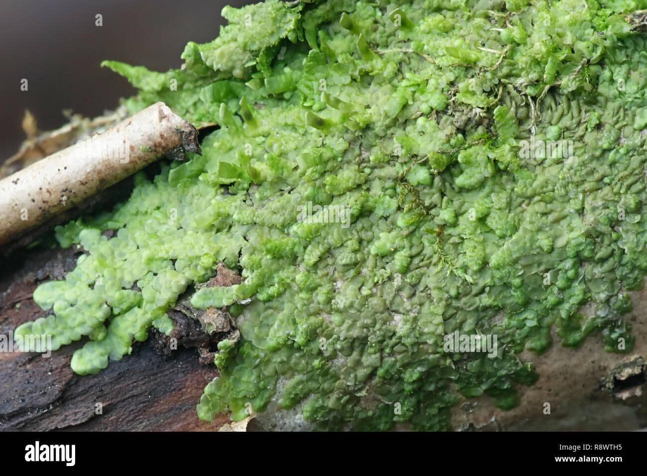 even-scalewort-moss-radula-complanata-a-cannabis-moss-R8WTH5.jpg