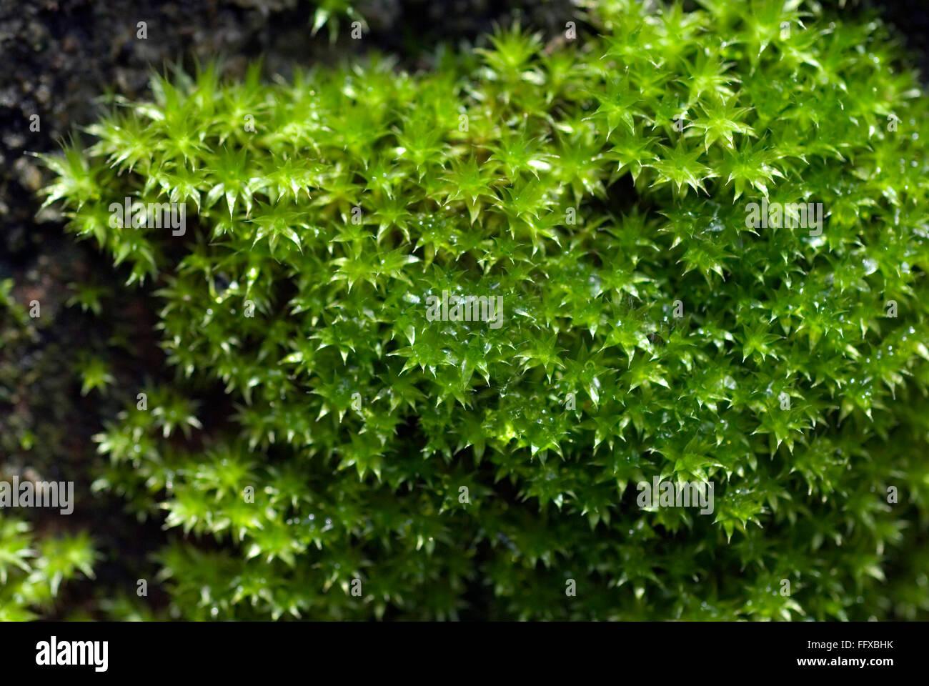 green-moss-monsoon-wet-wall-funaria-sp-FFXBHK.jpg