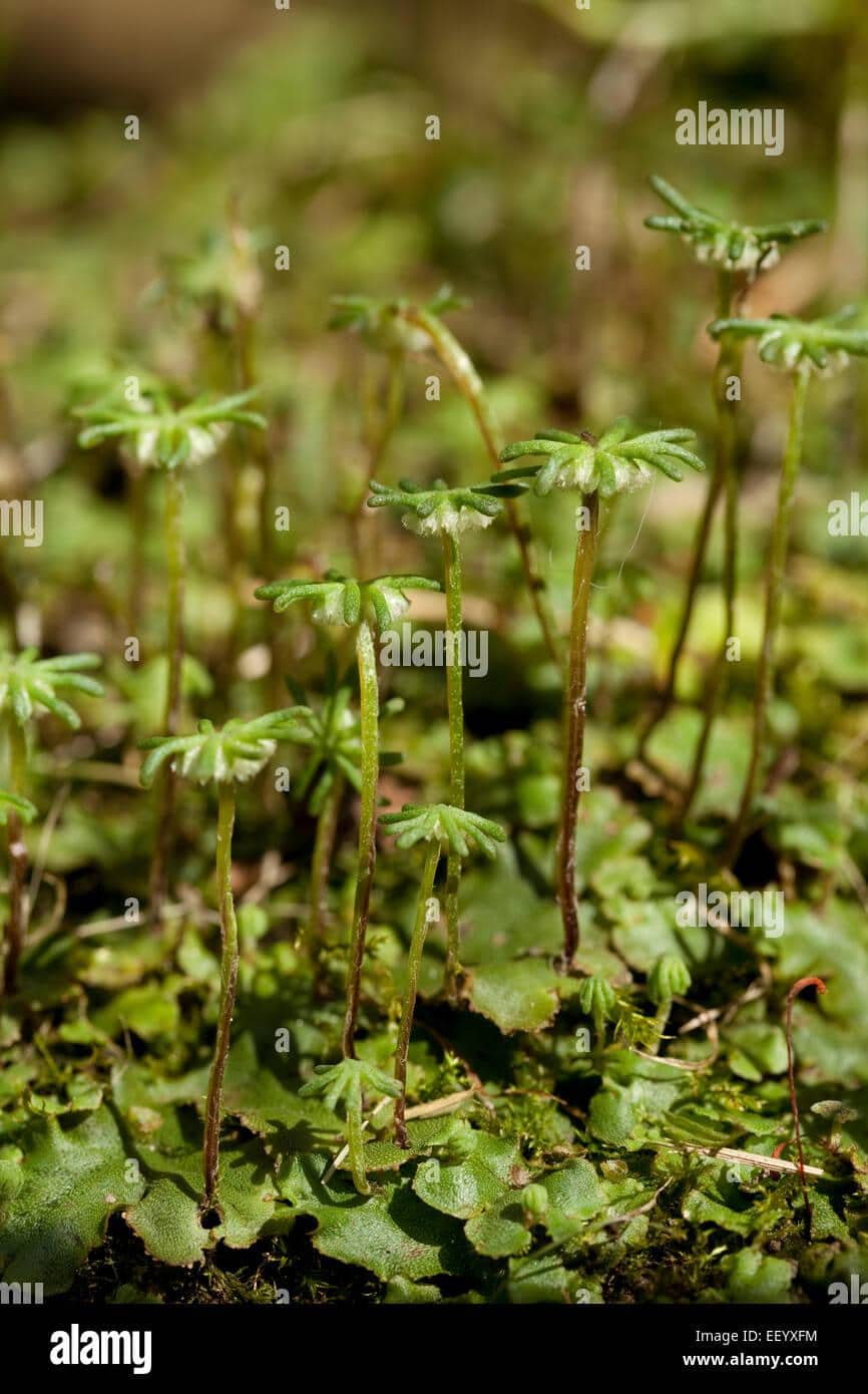 little-green-plant-marchantia-polymorpha-on-moss-EEYXFM.jpg