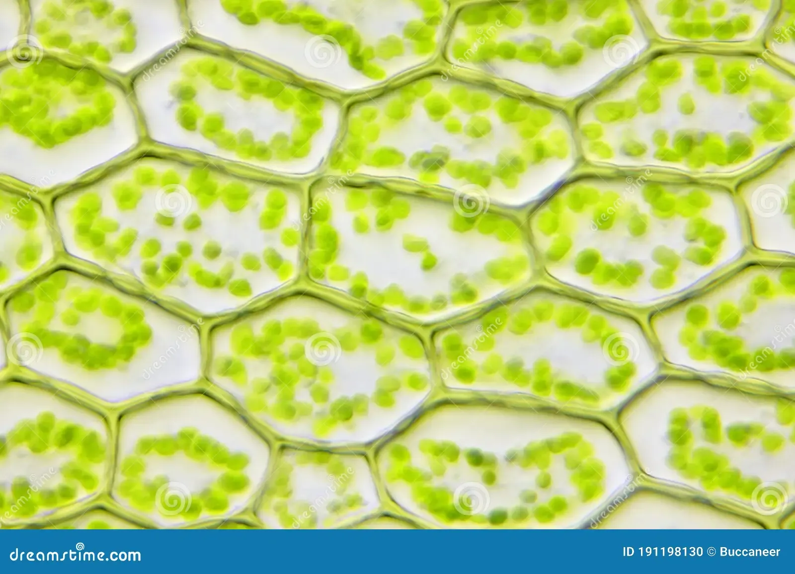 microscopic-view-moss-leaf-plagiomnium-affine-brightfield-illumination-191198130.jpg